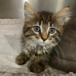 Shelter Stray Male Cat last seen , 825 W Jefferson St, Tipton, IN 46072, USA