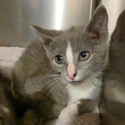 Shelter Stray Male Cat last seen , 825 W Jefferson St, Tipton, IN 46072, USA