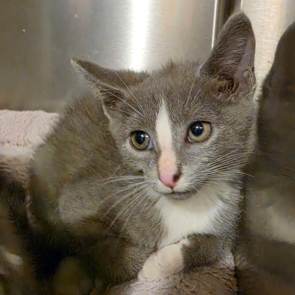 Shelter Stray Male Cat last seen , 825 W Jefferson St, Tipton, IN 46072, USA
