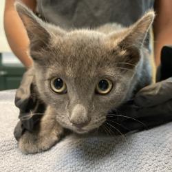 Shelter Stray Male Cat last seen , 361 S Raymond Ave, Pasadena, CA 91105, USA