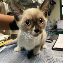 Shelter Stray Female Cat last seen , 361 S Raymond Ave, Pasadena, CA 91105, USA