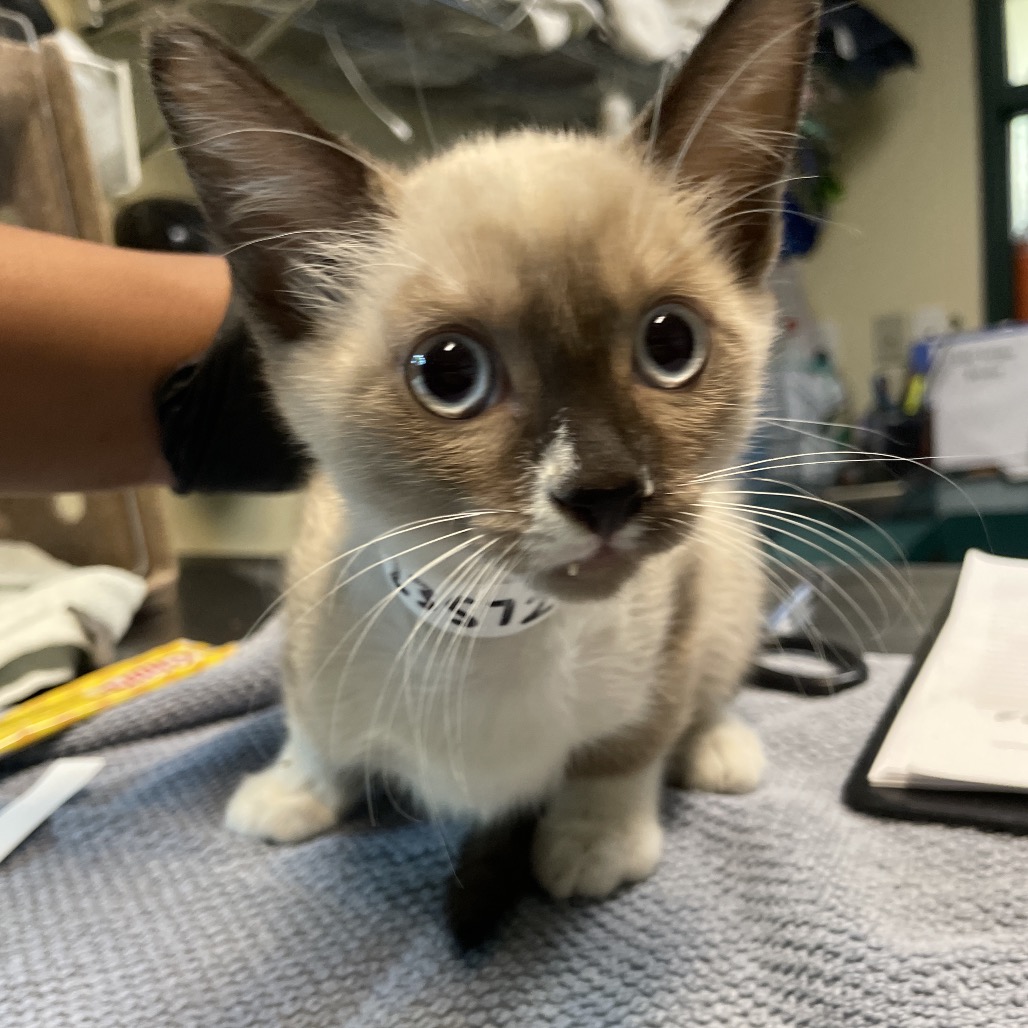 Shelter Stray Female Cat last seen , 361 S Raymond Ave, Pasadena, CA 91105, USA