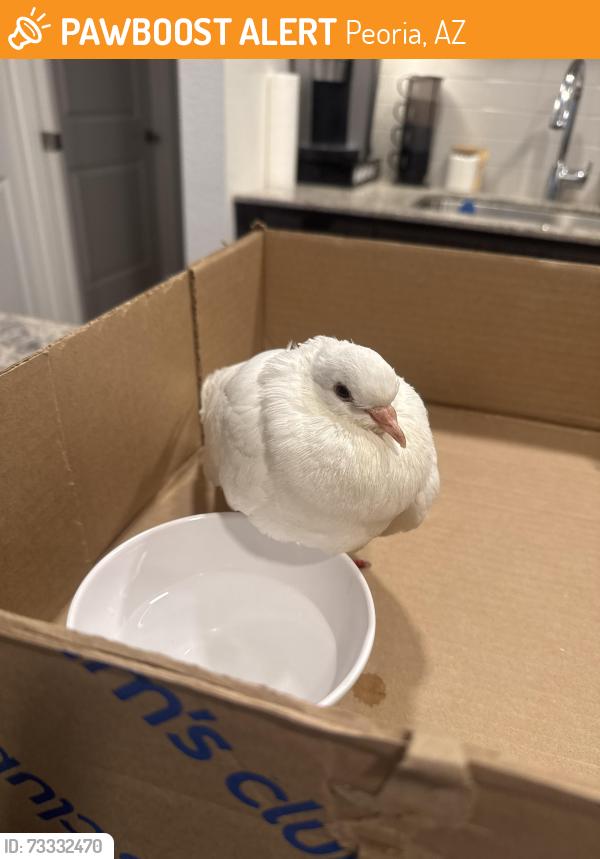 Found/Stray Unknown Bird last seen 83rd and Thunderbird, Peoria, AZ 85381