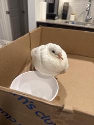 Found/Stray Unknown Bird last seen 83rd and Thunderbird, Peoria, AZ 85381