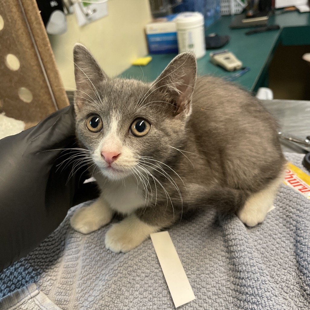 Shelter Stray Female Cat last seen , 361 S Raymond Ave, Pasadena, CA 91105, USA