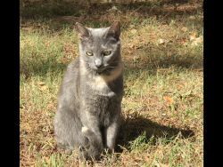 Lost Female Cat last seen W main st/, Carrboro, NC 27510