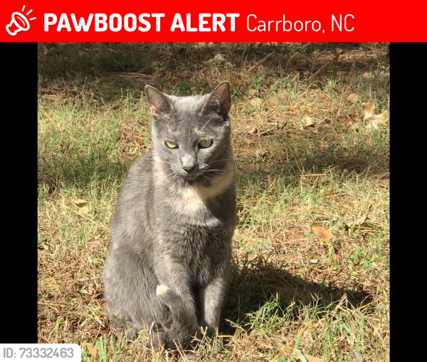 Lost Female Cat last seen W main st/, Carrboro, NC 27510