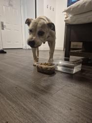 Found/Stray Male Dog last seen Intown suites north tryon st, Charlotte, NC 28262