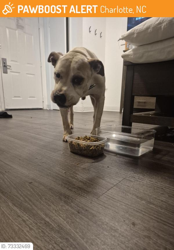 Found/Stray Male Dog last seen Intown suites north tryon st, Charlotte, NC 28262