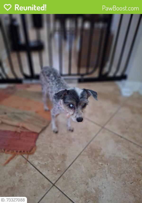 Reunited Female Dog last seen Near E Gore Ave, Pharr, TX 78577, USA, Pharr, TX 78577