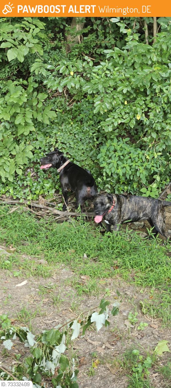 Found/Stray Male Dog last seen sandy drive and limestone rd, Wilmington, DE 19808