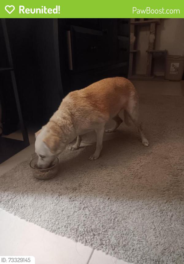 Reunited Female Dog last seen Between westhampton and well water on pine lakes pkwy, Palm Coast, FL 32164