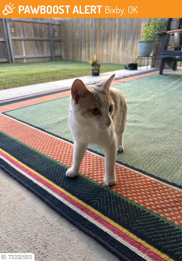 Found/Stray Male Cat last seen Unkn, Bixby, OK 74008
