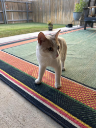 Found/Stray Male Cat last seen Unkn, Bixby, OK 74008