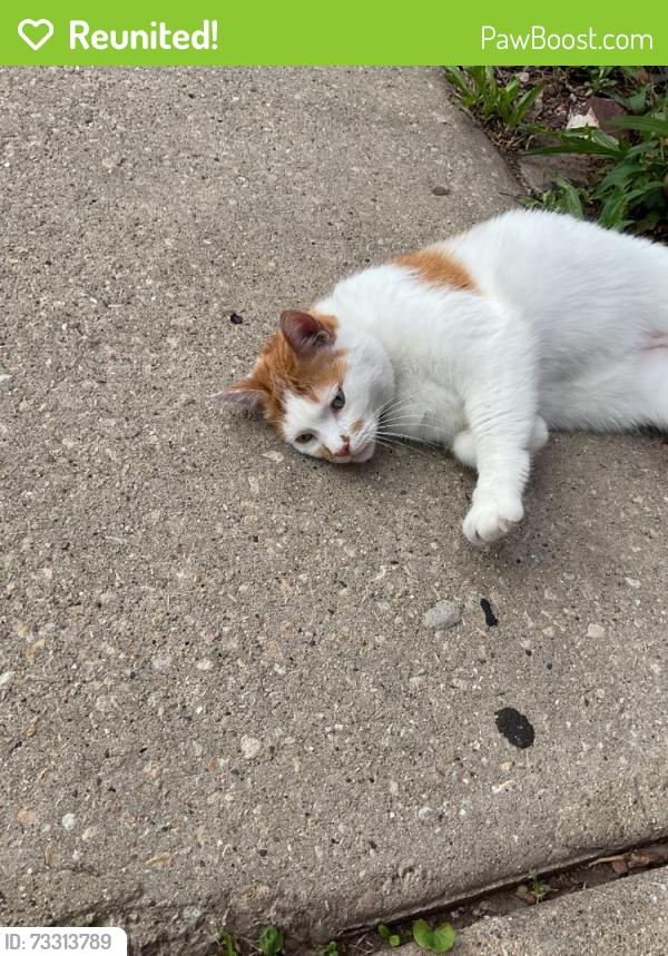 Reunited Male Cat last seen S 55th Ave & W 22nd Pl, Cicero, IL 60804, USA, Cicero, IL 60804
