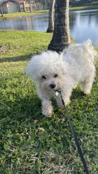 Reunited Male Dog last seen West gate, west palm beach, West Palm Beach, FL 33409