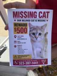 Lost Male Cat last seen 17th between Santa Monica and Arizona, Santa Monica, CA 90404
