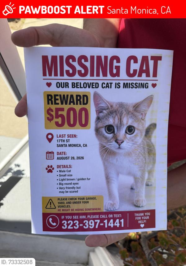 Lost Male Cat last seen 17th between Santa Monica and Arizona, Santa Monica, CA 90404