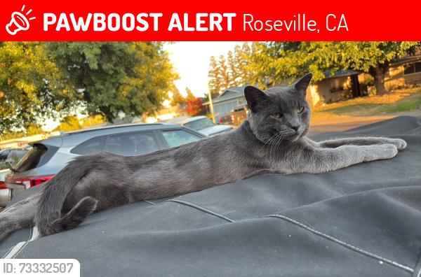 Lost Male Cat last seen Near Azure Ct, Roseville Ca 95678, Roseville, CA 95678