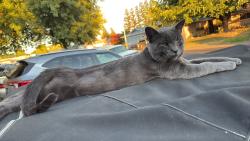 Lost Male Cat last seen Near Azure Ct, Roseville Ca 95678, Roseville, CA 95678