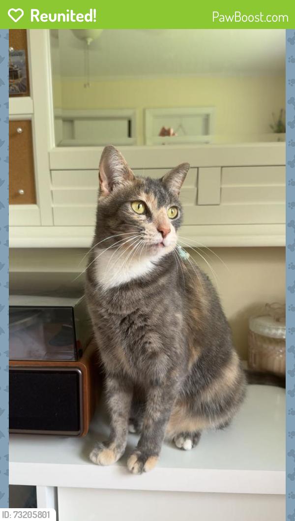 Reunited Female Cat last seen Gordon Road & Route 40, Wilmington, NC 28411