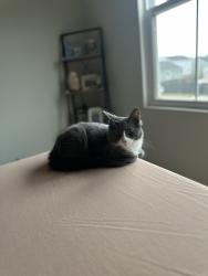 Lost Male Cat last seen Laurel ridge, Culpeper, VA 22701