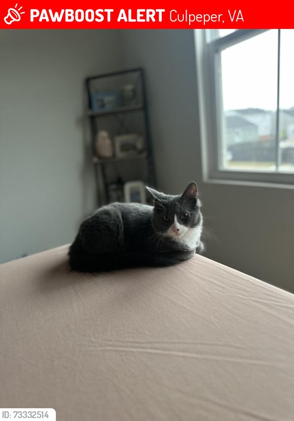 Lost Male Cat last seen Laurel ridge, Culpeper, VA 22701