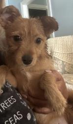 Reunited Male Dog last seen Brentwood Dr. and Pond Dr., Wilson, NC 27896