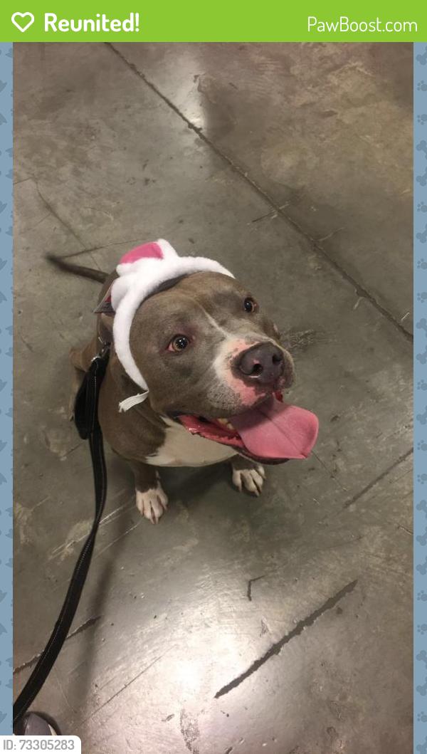 Reunited Male Dog last seen Arville & Sahara, Las Vegas, NV 89102