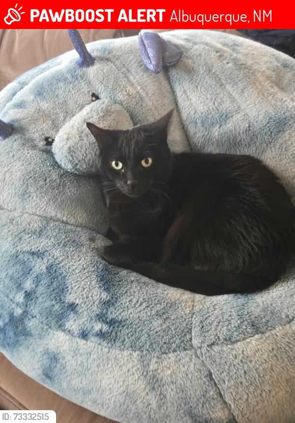 Lost Female Cat last seen 45th Avenue, Albuquerque, NM 87116