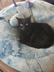 Lost Female Cat last seen 45th Avenue, Albuquerque, NM 87116