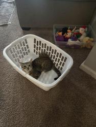 Lost Male Cat last seen Toco hills area, Atlanta, GA 30329