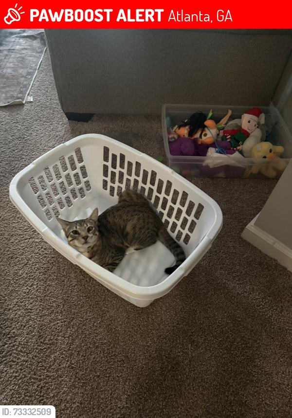 Lost Male Cat last seen Toco hills area, Atlanta, GA 30329
