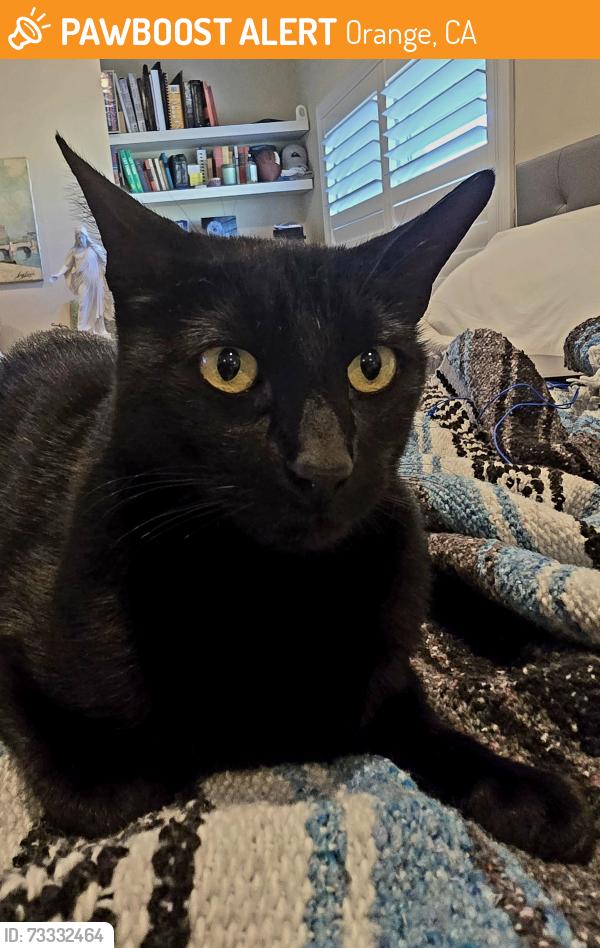 Found/Stray Male Cat last seen Near Library in Orange, Orange, CA 92869