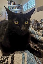 Found/Stray Male Cat last seen Near Library in Orange, Orange, CA 92869