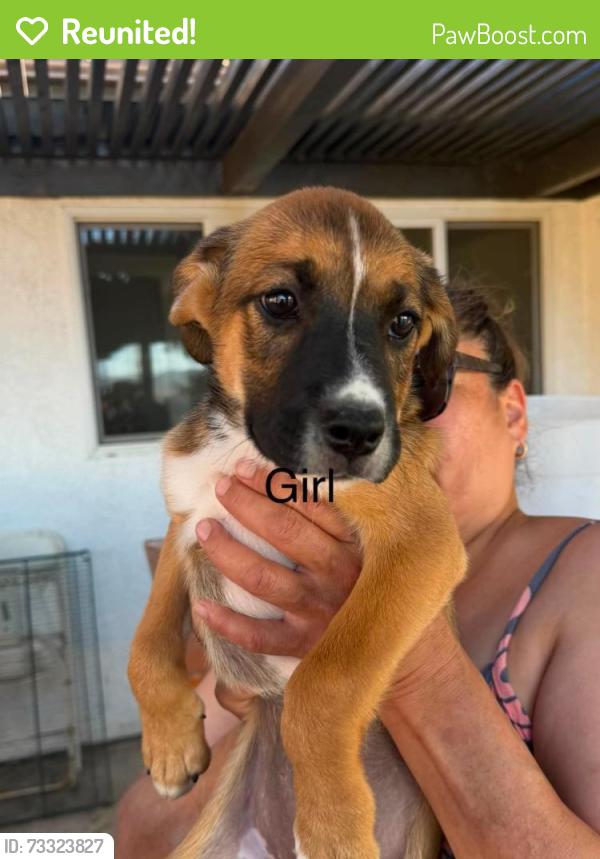 Reunited Female Dog last seen 1st st, San Jacinto, CA 92583
