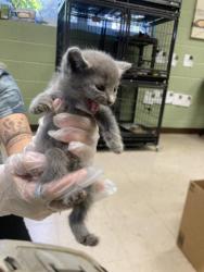 Shelter Stray Male Cat last seen Out of Town, 211 Kind Hearts Wy, Burnsville, NC 28714, USA
