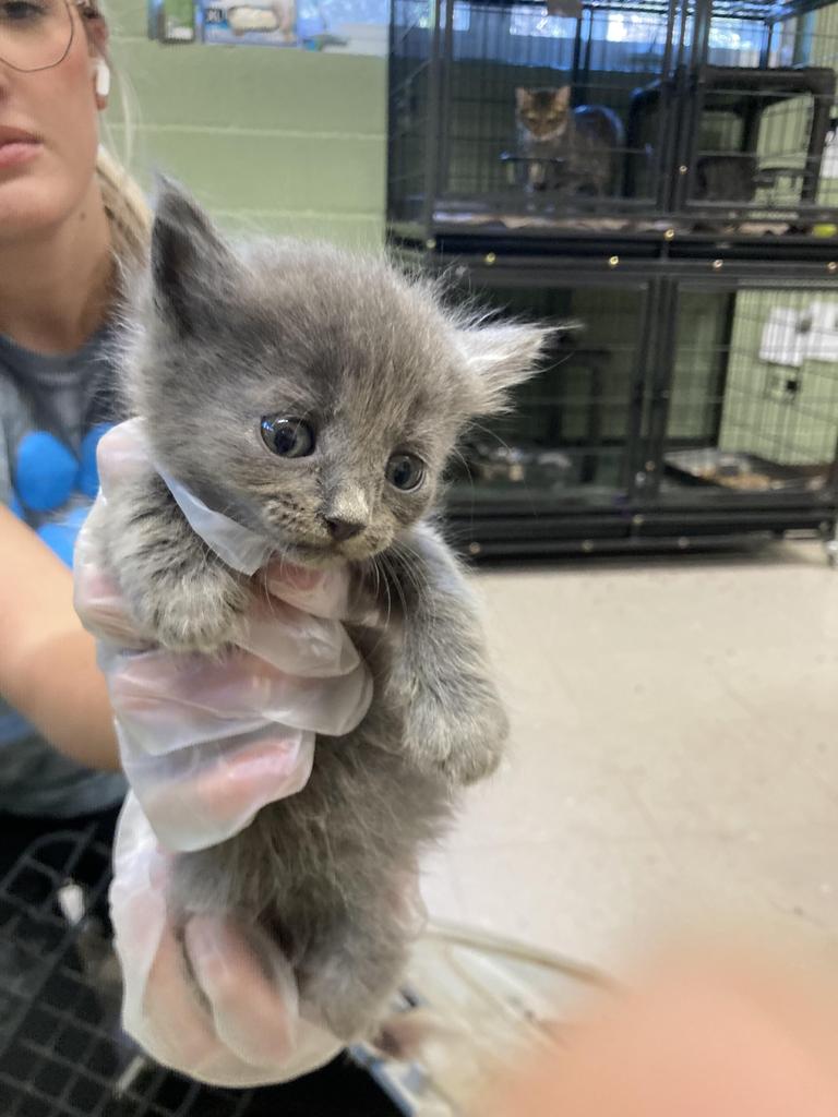 Shelter Stray Female Cat last seen Out of Town, 211 Kind Hearts Wy, Burnsville, NC 28714, USA