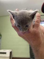 Shelter Stray Male Cat last seen Out of Town, 211 Kind Hearts Wy, Burnsville, NC 28714, USA