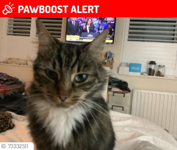 Lost Female Cat last seen 1066, evesham rd, Astwood bank b96, Astwood Bank, England 