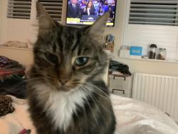 Lost Female Cat last seen 1066, evesham rd, Astwood bank b96, Astwood Bank, England 