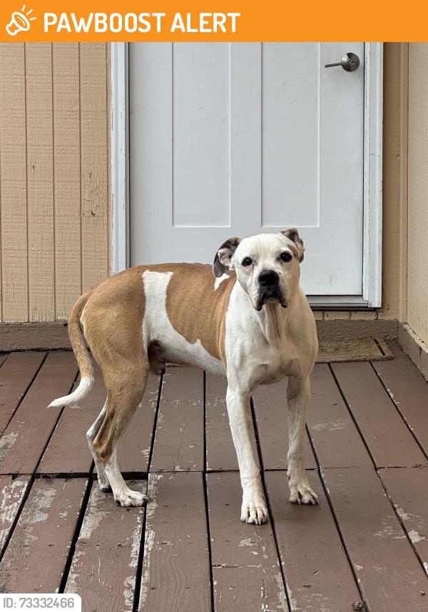 Found/Stray Male Dog last seen in the neighborhood NW of I25 and Woodmen, just south of USAFA, Colorado Springs, CO 80919