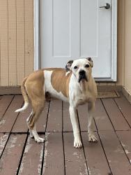 Found/Stray Male Dog last seen in the neighborhood NW of I25 and Woodmen, just south of USAFA, Colorado Springs, CO 80919