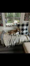 Reunited Male Dog last seen Sam’s Club on N Dale Mabry, Tampa, FL 33618