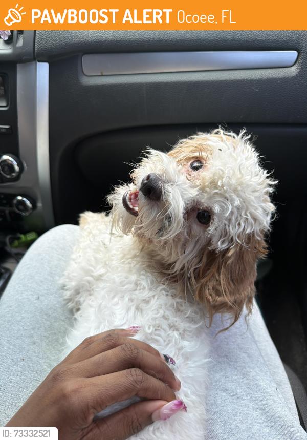 Found/Stray Female Dog last seen silver star road, Ocoee, FL 34761