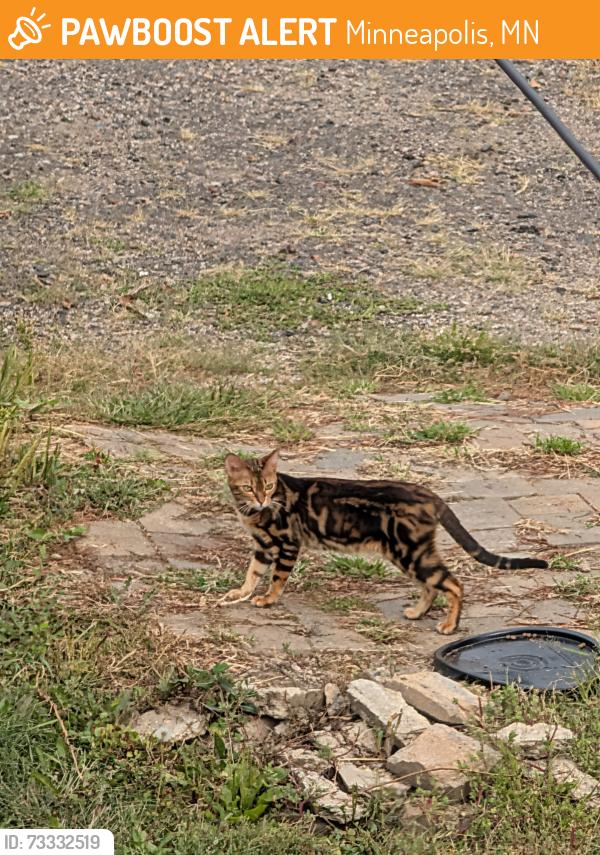 Found/Stray Unknown Cat last seen 30th and Newton Ave N, Minneapolis, MN 55411
