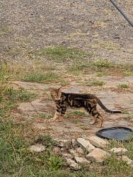 Found/Stray Unknown Cat last seen 30th and Newton Ave N, Minneapolis, MN 55411