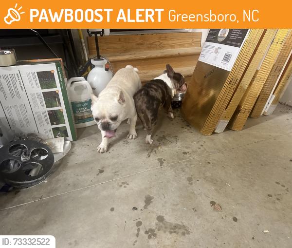 Found/Stray Male Dog last seen Sheraton Park Rd, Greensboro, NC 27406