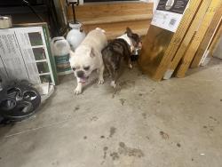 Found/Stray Male Dog last seen Sheraton Park Rd, Greensboro, NC 27406
