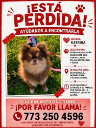 Lost Male Dog last seen Albany park, Chicago, IL 60625